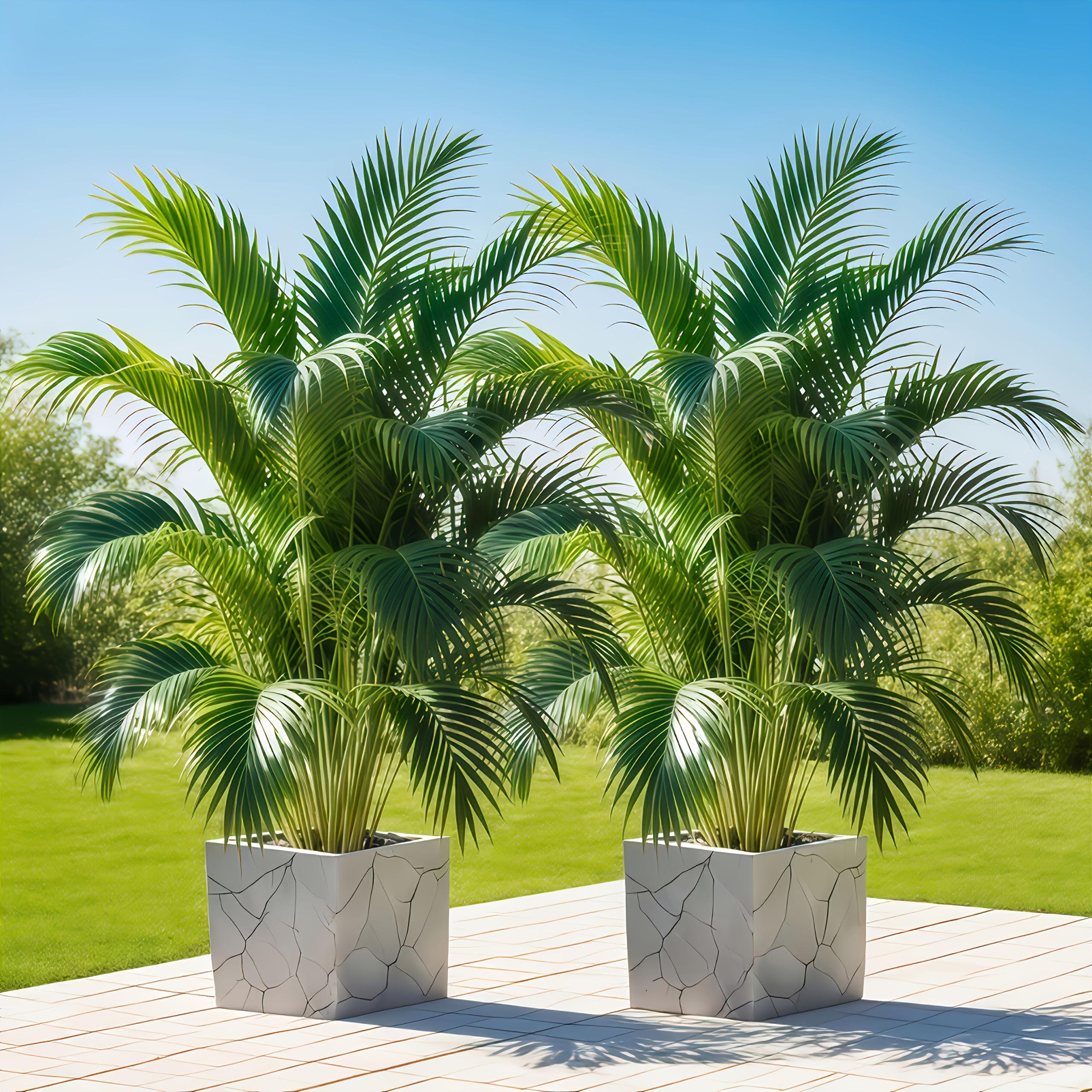 Juego de 2, árboles grandes de palma artificial de 26.2 pulgadas con cola suelta - Árboles de arce artificial de estilo tropical realista, belleza duradera - Cómodos sin esfuerzo para tu espacio - Acentúa tu jardín - Siente el aliento de la naturaleza. Follaje artificial minimalista moderno |