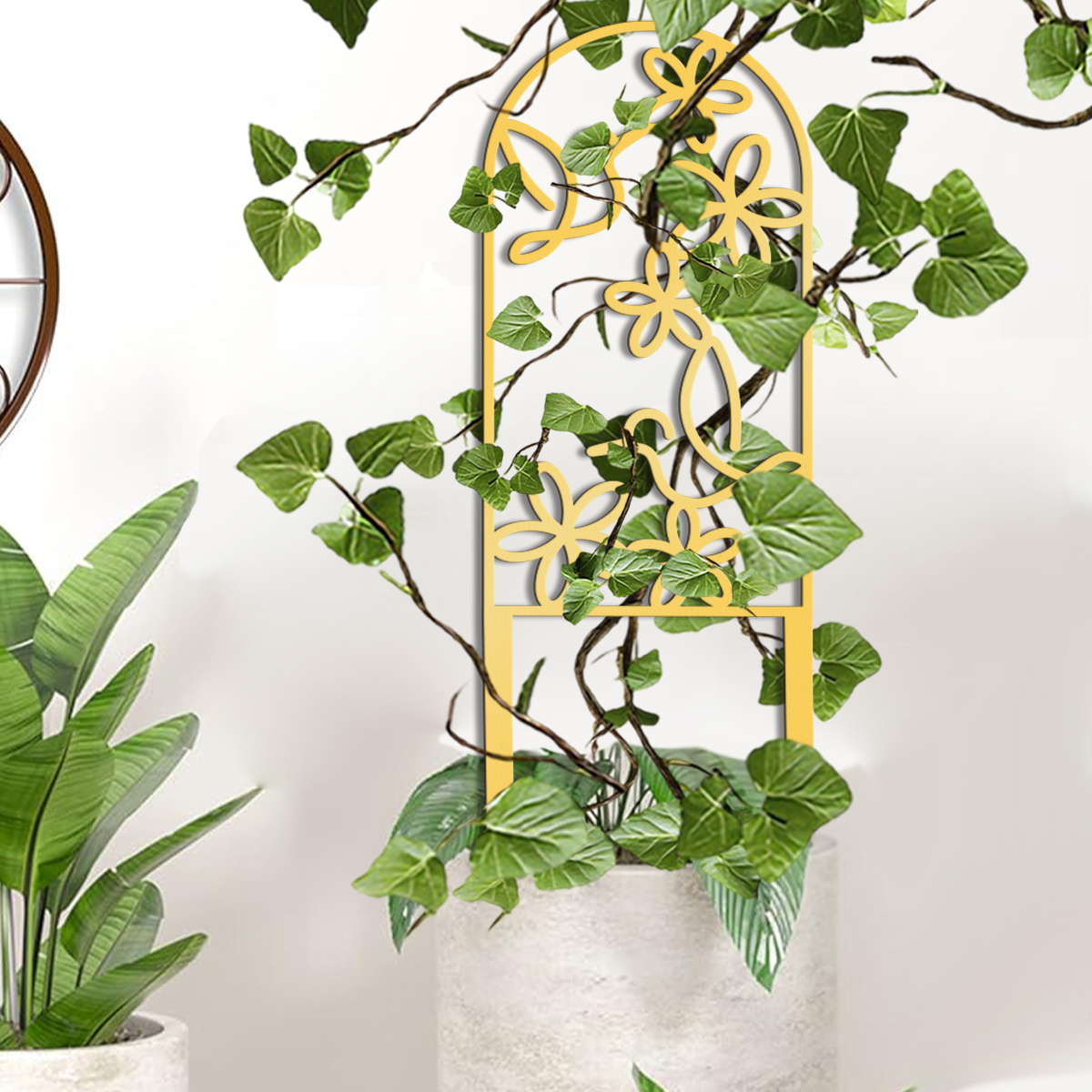 philodendron rio Philodendron hederaceum 'Rio' - 3