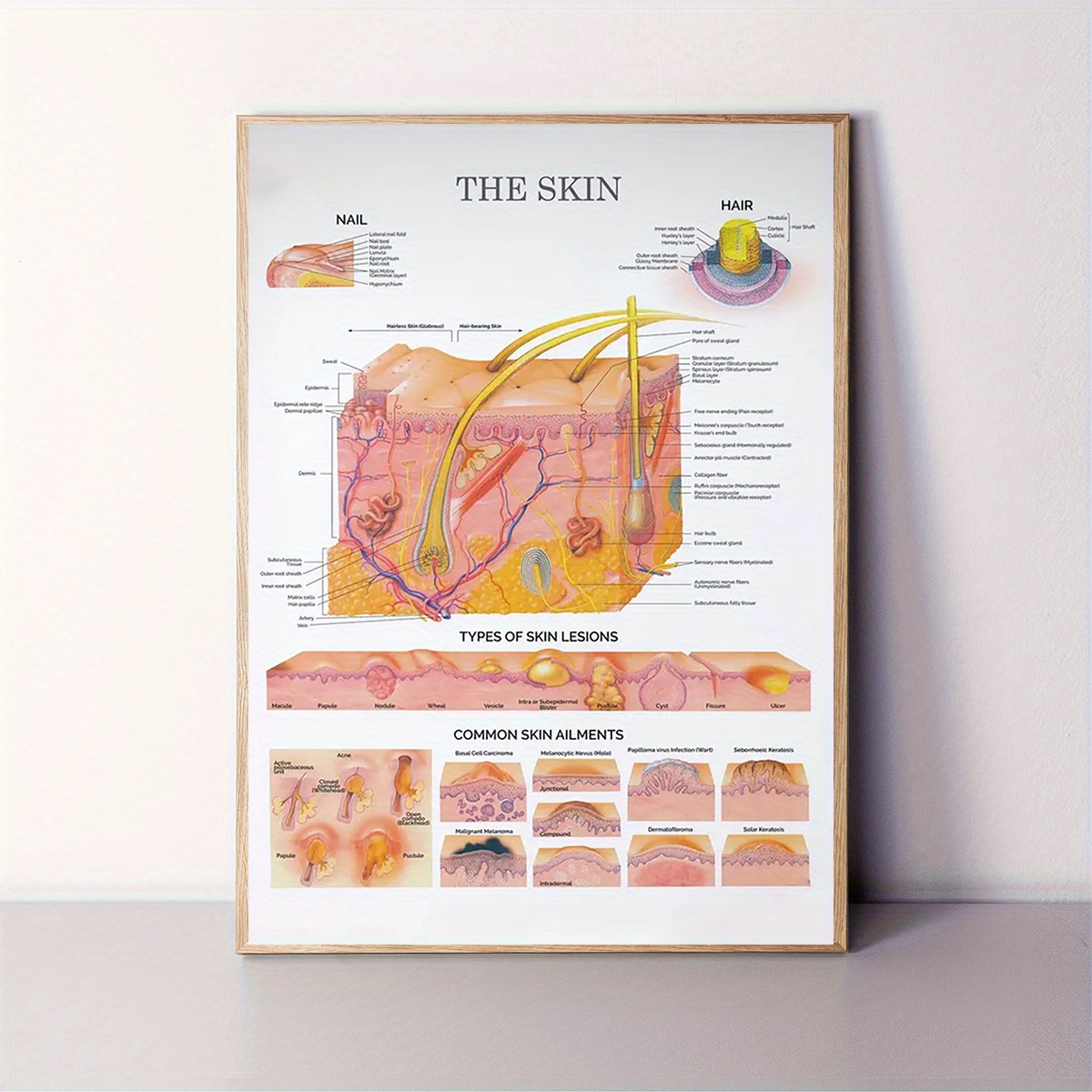 TEMU Piatto 2D, 1 pezzo 12x16 pollici Senza cornice Tabella umana beige chiaro - Poster didattico di con etichettati di epidermide, ipoderma, Stampa