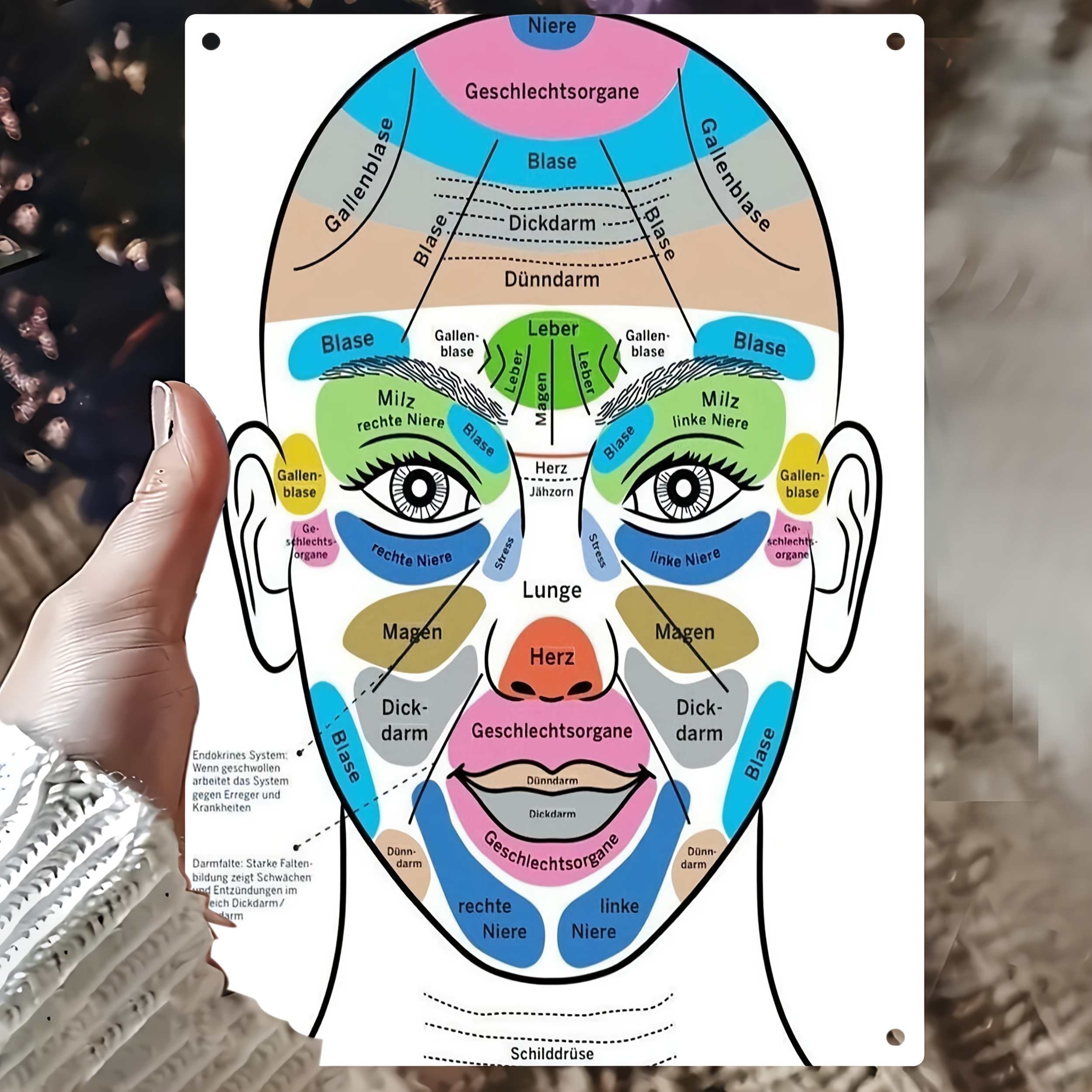 E-shop 2D-Flach, ., Großes 20*30cm/8x12 Zoll Gesichtsanatomie-Diagramm – Beschriftetes Gesicht mit deutschen Begriffen & englischen Etiketten –