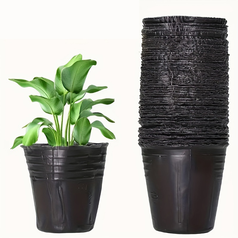 hanging monstera plant Monstera Deliciosa | Buy Unusual Plants Online main image 1