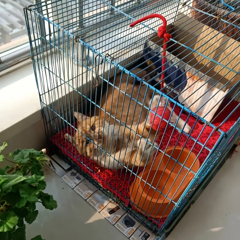 2-pack brinquedos para gatos, automática inteligente para cães e gatinhos - do tédio com de rolagem autônoma Detalhes do produto 4