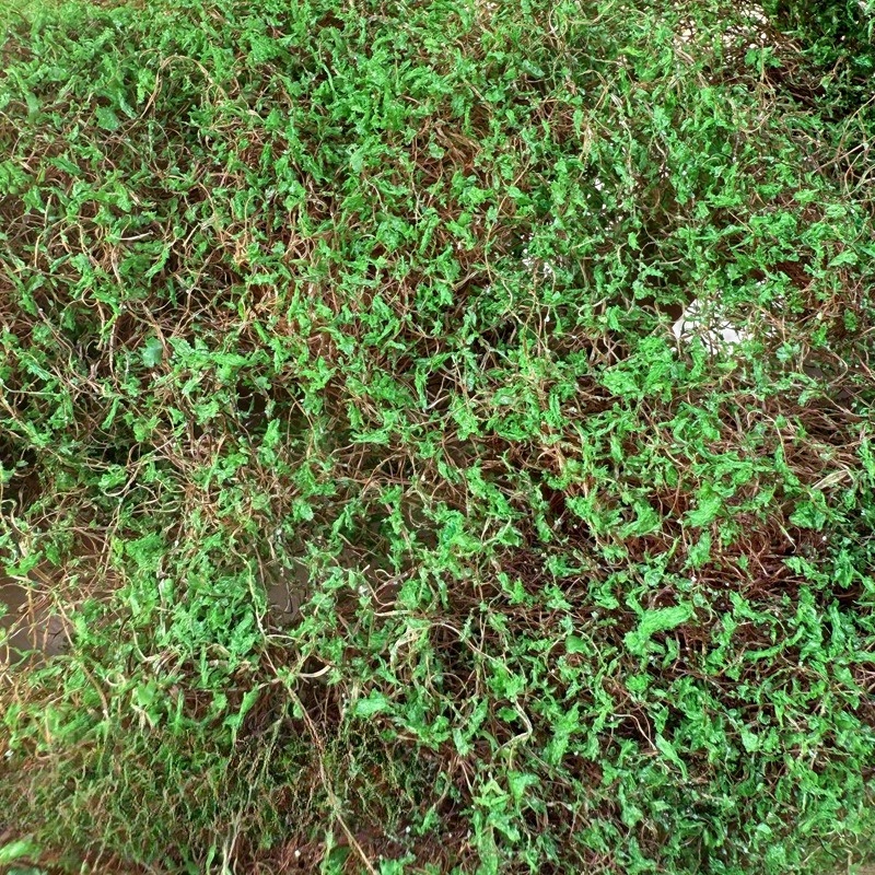 1pack 5g/0.18oz Simulation Plant Vine For Micro Landscape, Miniature Static Vine For Mini Model Railway Garden Architecture Diorama Scenery Landscape Layout