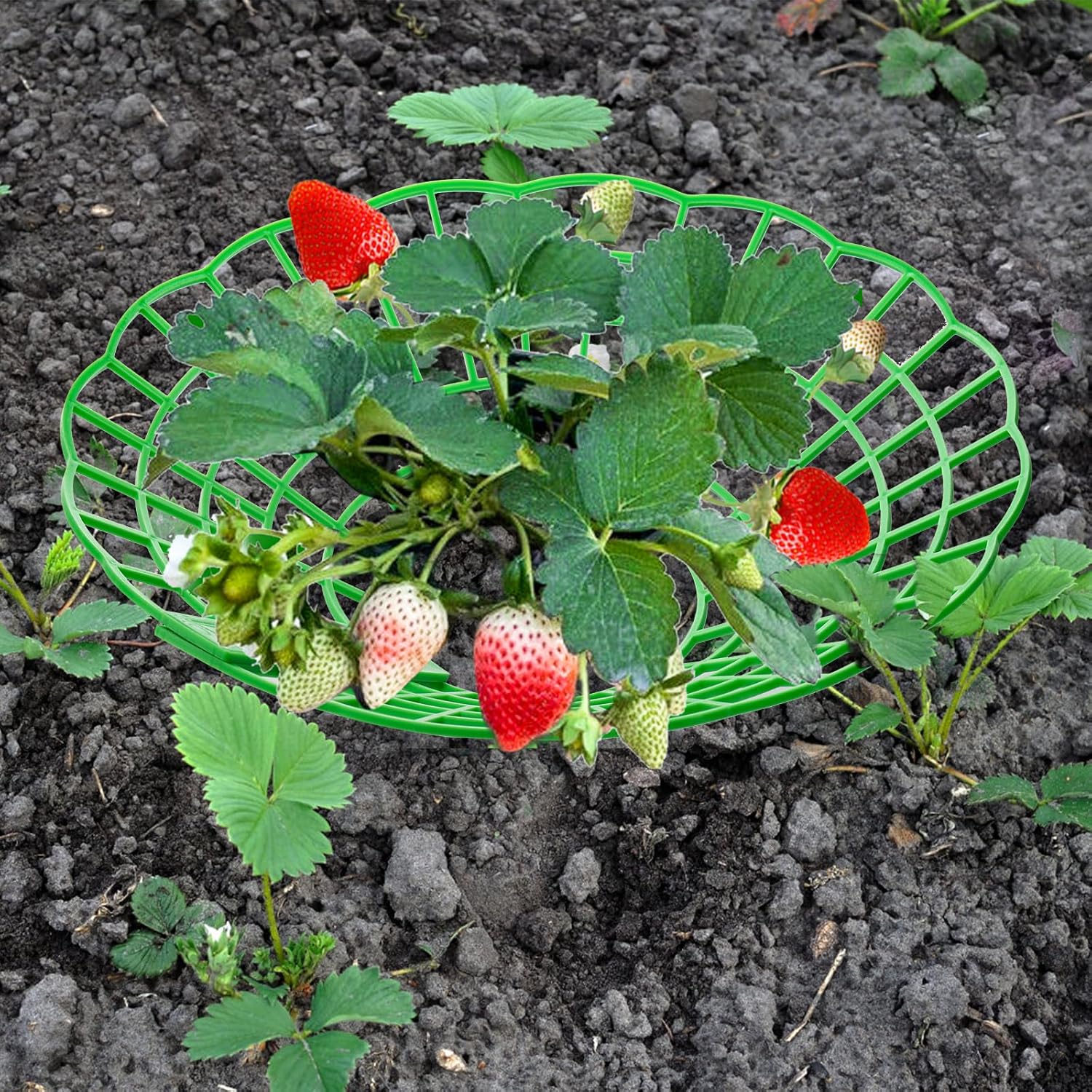 6 14 25 36 48pcs strawberry supports strawberry plant - Temu