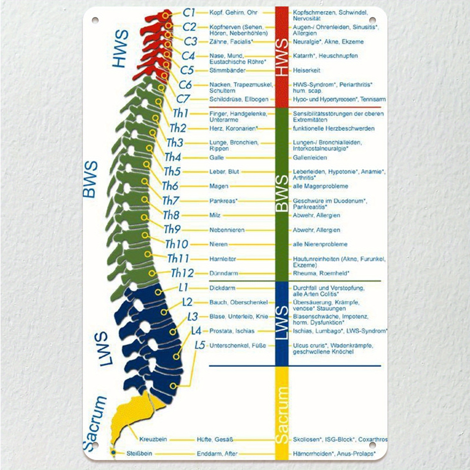 E-shop 2D Flach, []2D Flach, 1 Stück rahmenloses Wirbelsäulen-Frequenz--Kunstpanel, 8x12 Zoll (20x30 cm) Lehrtafel zur Wirbelsäulenanatomie mit