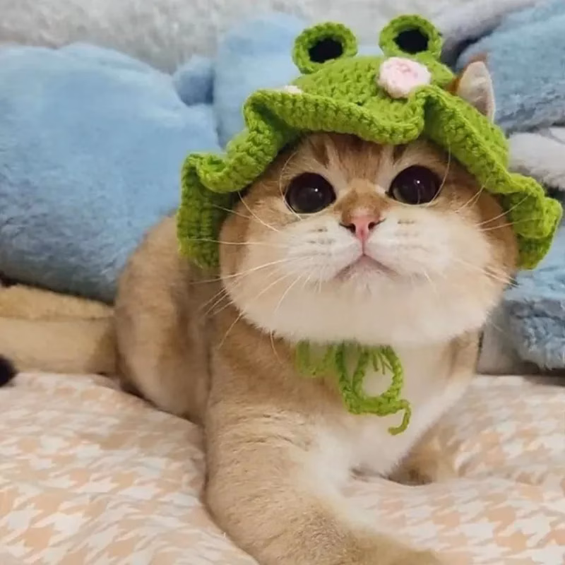 hat adjustable frog strawberry style cat hat suitable for cat and dog birthday hats holidays travel and photography soft and floral decoration breathable and comfortable headwear Product details 11