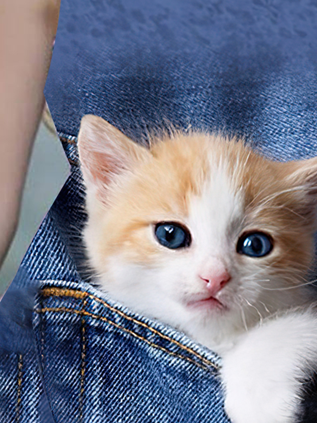 cat in blue dress Blue Colorful Cat Dress – Paisley Skye main image 1