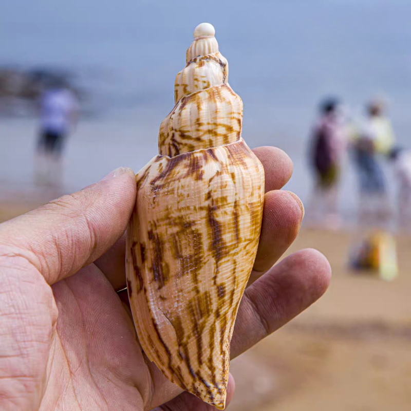 sea shells sold on Temu Australia