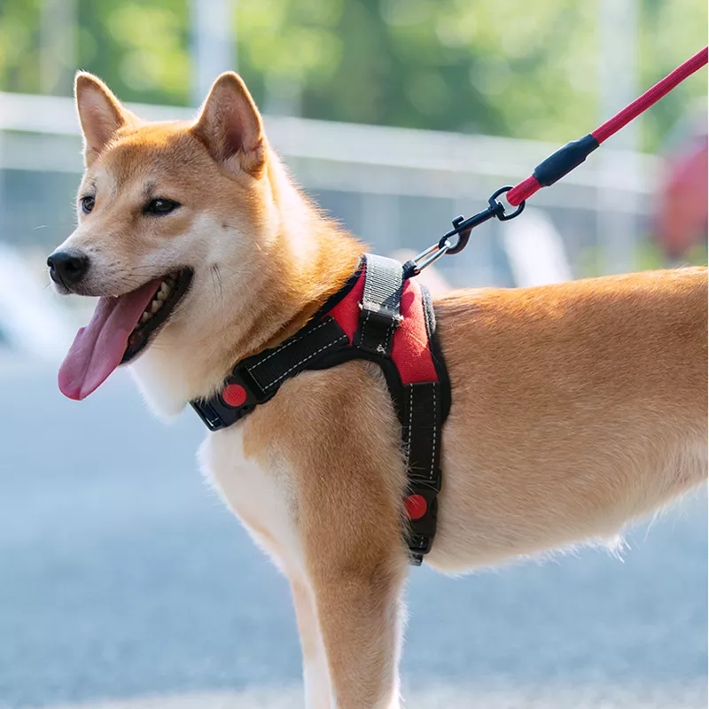 leash vest