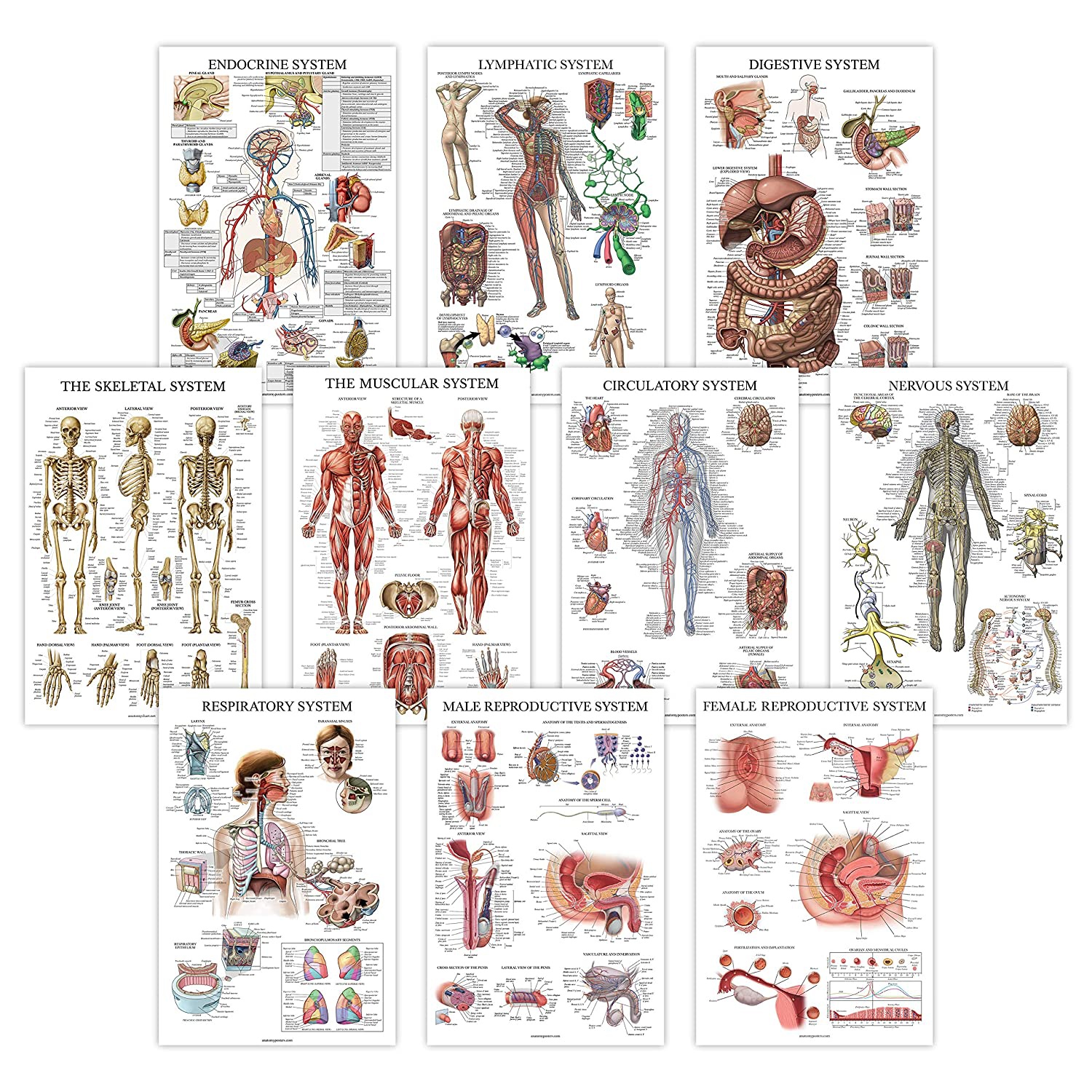 Système Musculaire 1pc Poster Anatomique Anatomie Anatomie Tableau