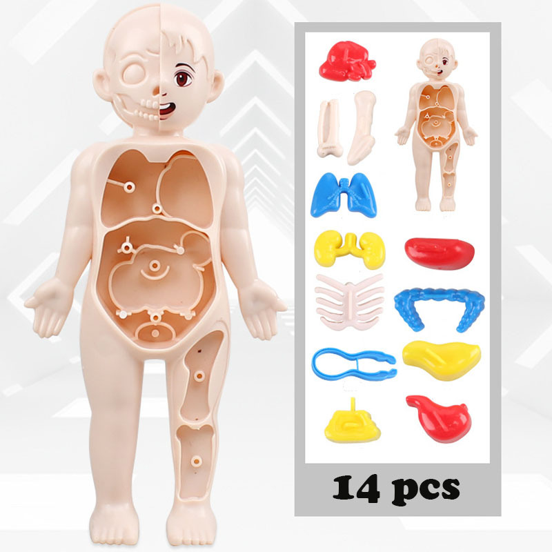 human body for kids