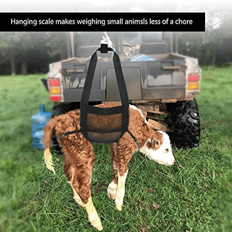 Baby best sale calf scales