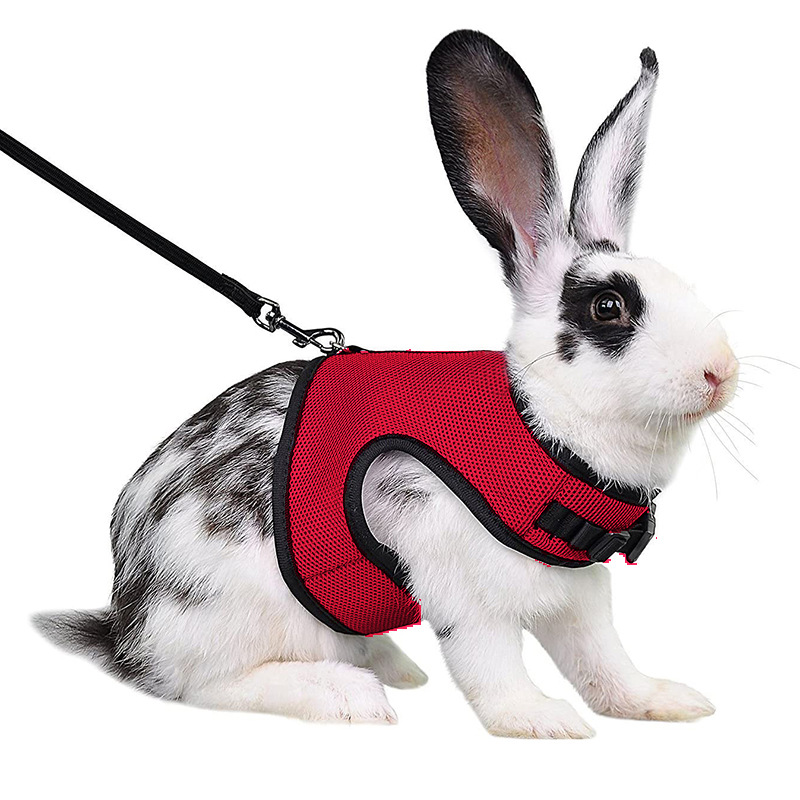 rabbit lead and harness