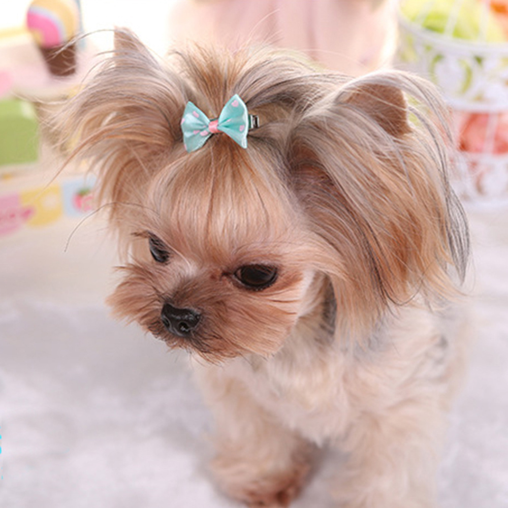 Hair bows hotsell for small dogs