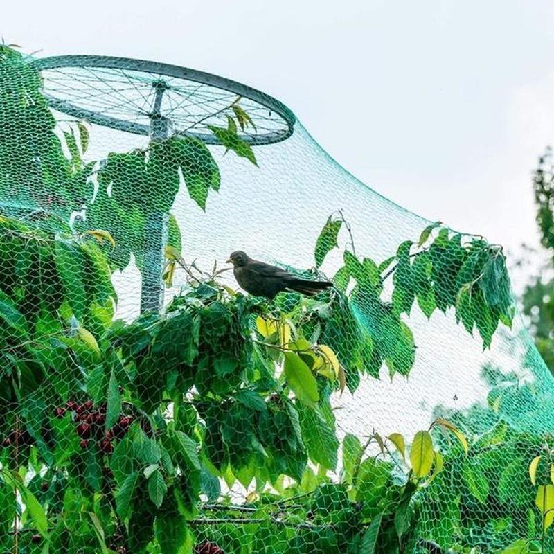 Anti Bird Netting Fence Mesh Crops, Bird Protection Netting