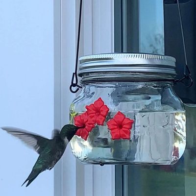 1pc birds feeder jar hummingbird feeder plastic bird products 475ml jar hummingbird dish feeder