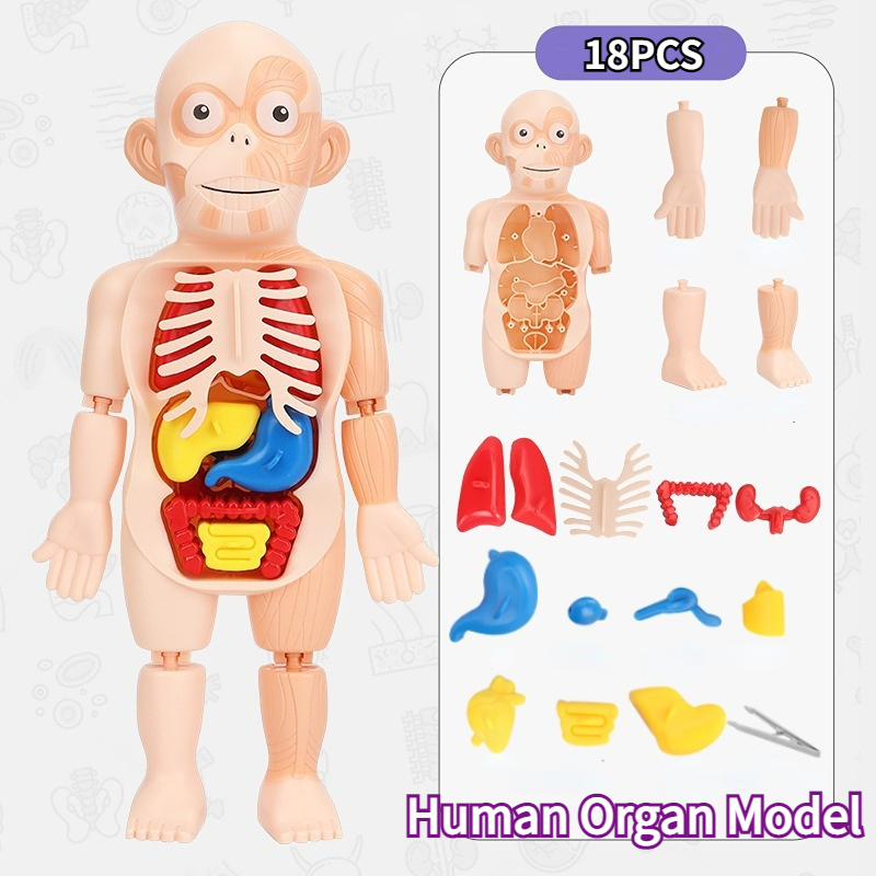 Puzzle corps humain en bois, jouets, ensemble de jeu Montessori