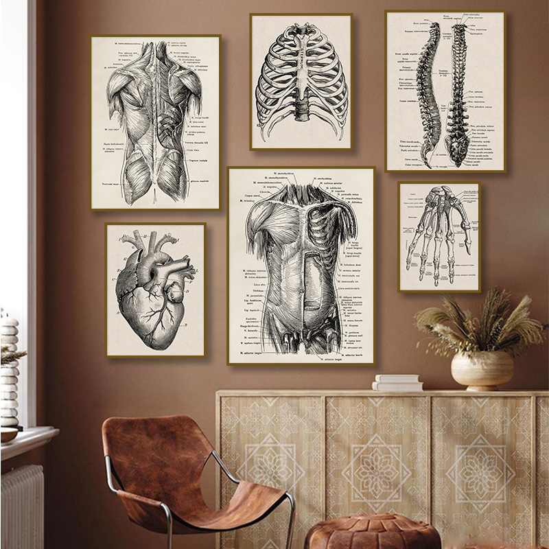 Retro Human Anatomy Posters Wall Art Simple Design Modern Living Room  Bedroom Wall Paintings, No Frame - Temu