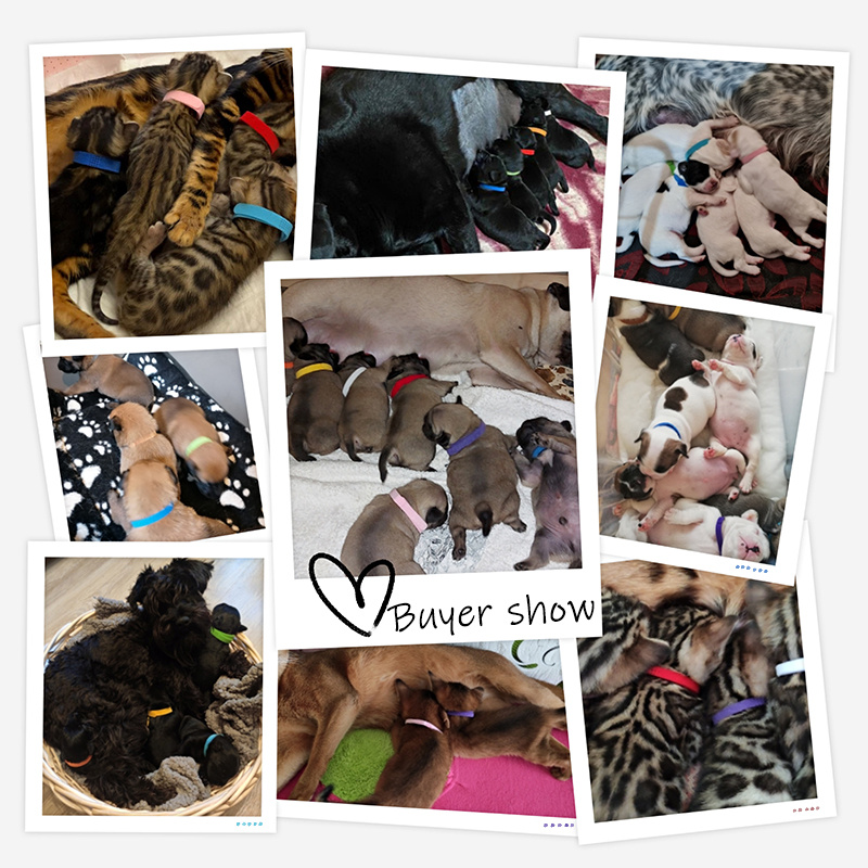12-Piece Adjustable Nylon Puppy Collar Set for Newborn Pets