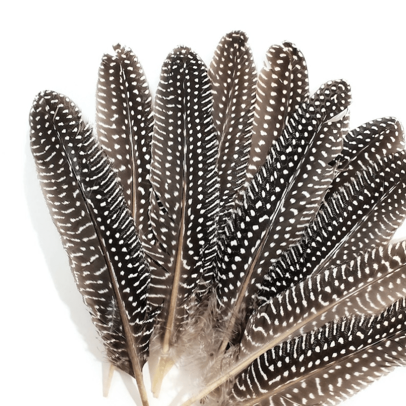 15 Colour Natural Guinea Fowl Feathers Crafts 4-8cm Chicken Pheasant  Beautiful