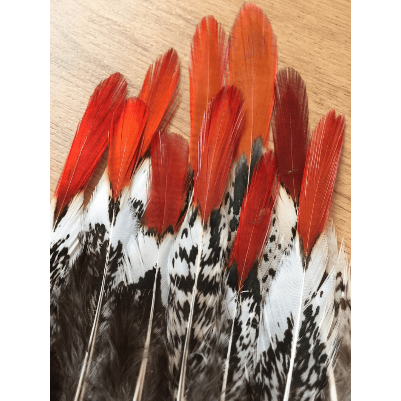 Lady Amherst Pheasant Feathers - Natural
