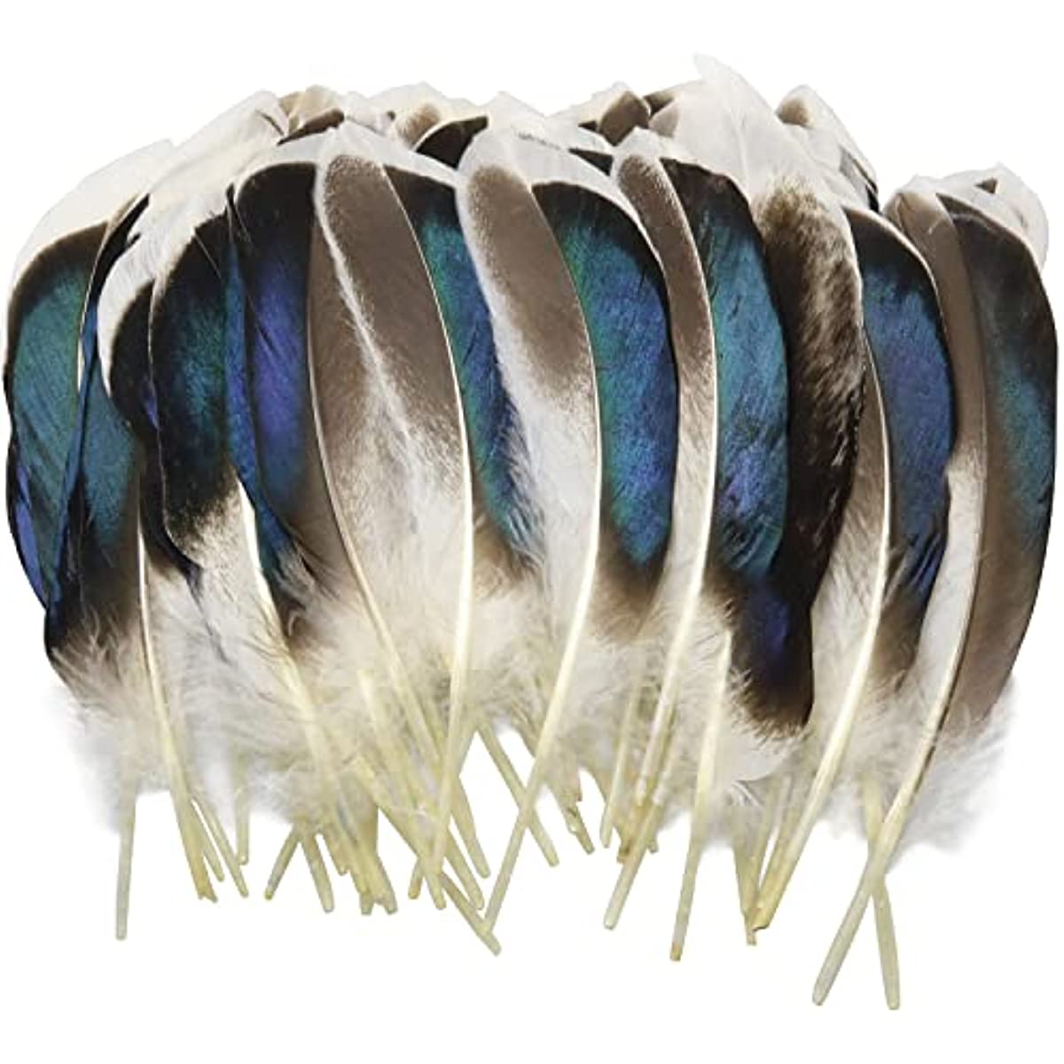 Peacock Feather Plumage-Blue [{WEDDING CENTERPIECES}] - Natural