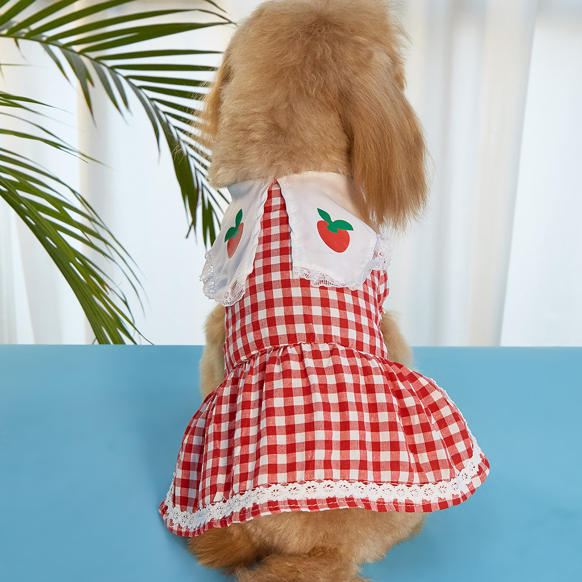 Female Dog Dress