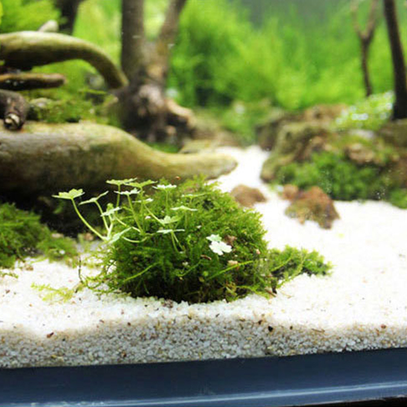 Moss Ball: Aquatic Plants for Freshwater Aquariums