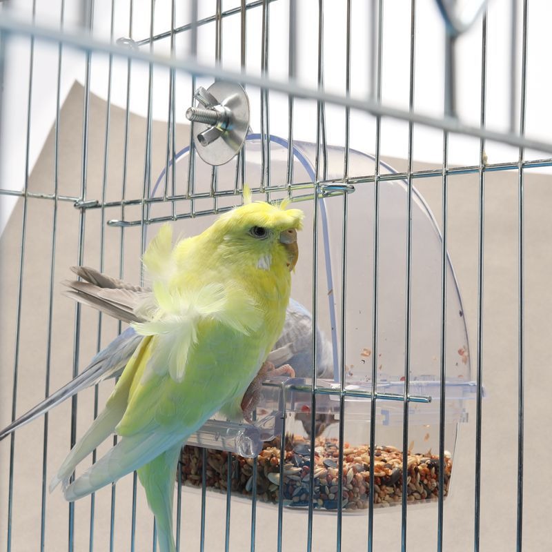 Acheter Mangeoire pour oiseaux fenêtre perroquet distributeur de nourriture  boîte d'alimentation pour oiseaux mangeoires pour oiseaux en plein air  maison acrylique étanche