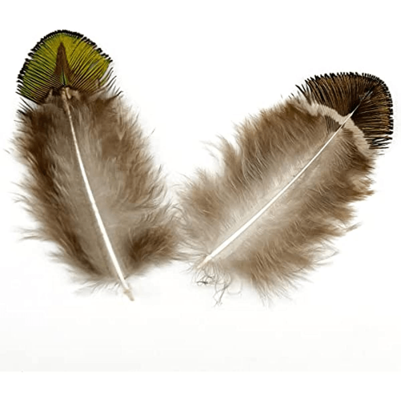 Peacock Pheasant Plumage Feathers Gold Green Small - Temu