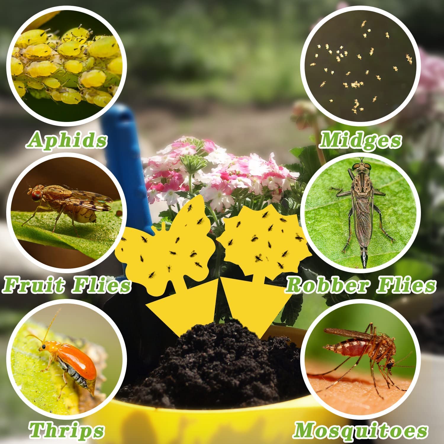 Fruit Fly Traps Yellow Sticky Bug Traps 24PCS Non-Toxic Odorless Outdoor  Indoor