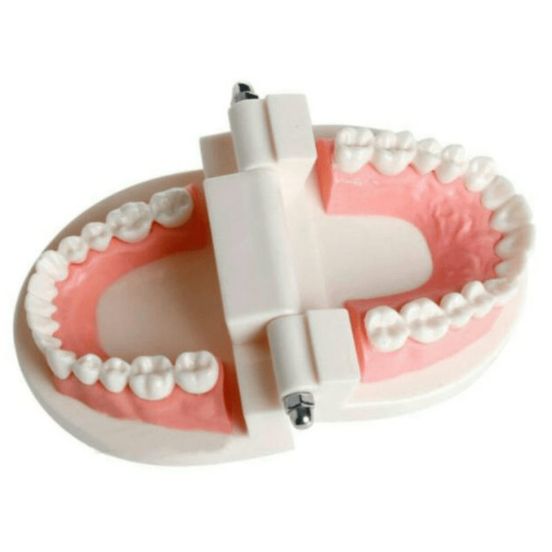Modèle dentaire standard - Modèle de brossage des dents Pratique Pour  enfants Enseignement dentaire Fournitures d'étude Affichage propre Modèle  de dents de démonstration standard pour adultes