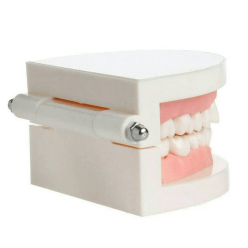 Modèle dentaire standard - Modèle de brossage des dents Pratique Pour  enfants Enseignement dentaire Fournitures d'étude Affichage propre Modèle  de dents de démonstration standard pour adultes