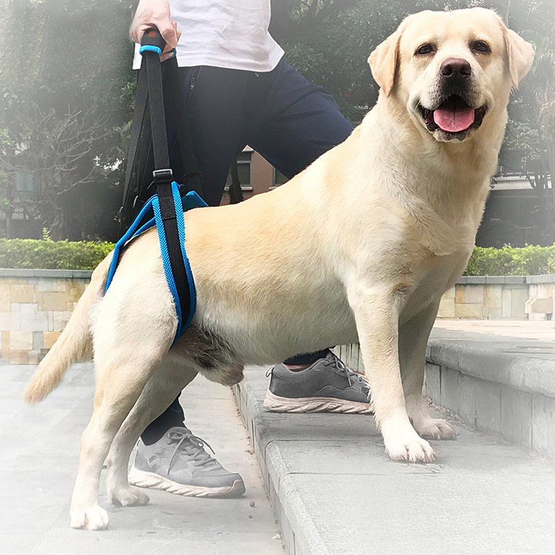 Dog harness for clearance weak back legs australia