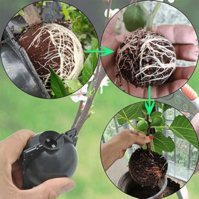 6pcs Plant Root Growing Box Cloning Ball Air Layering Reusable Plant  Rooting Device High Pressure Grafting Propagation Ball Assisted Cutting  Rooting For Plants Asexual Reproduction Patio, Lawn  Garden Temu Japan