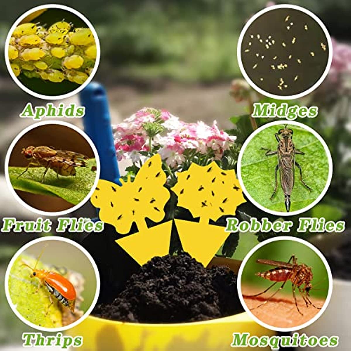 30PCS Fruit Fly Sticky Traps, Fungus Gnat Traps Insect Trap for Plants  Kitchen Indoor and Outdoor 