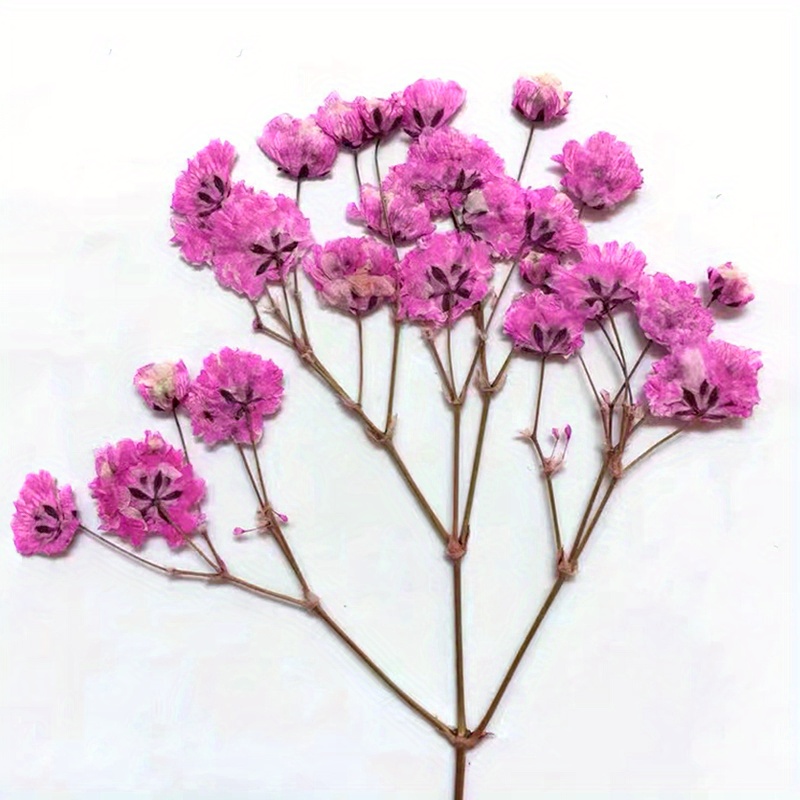 Mini Dried Flowers Bouquets Natural Gypsophila - 10pcs Mini Flower
