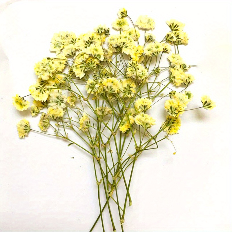Keimprove Mini Dried Flower Bouquet - Natural Gypsophila Dried