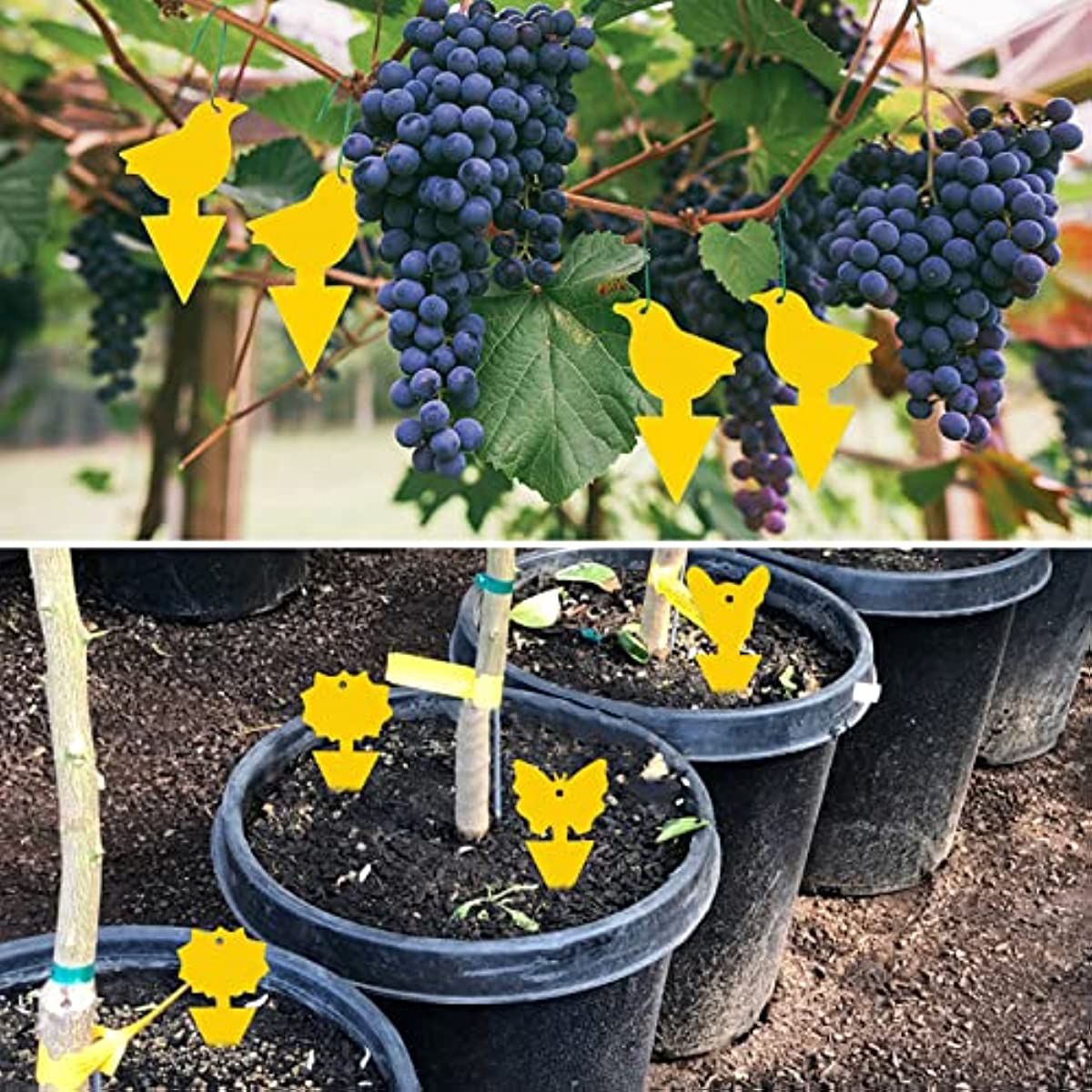 HAOMEEDUO 48 Pz Trappola per Moscerini Piante Controllo dei Moscerini Piante  Giallo e Blu Trappola per Mosche Acchiappamosche Adesivo a Forma di  Farfalla e Fiore Piante per Giardino Interno ed Esterno 