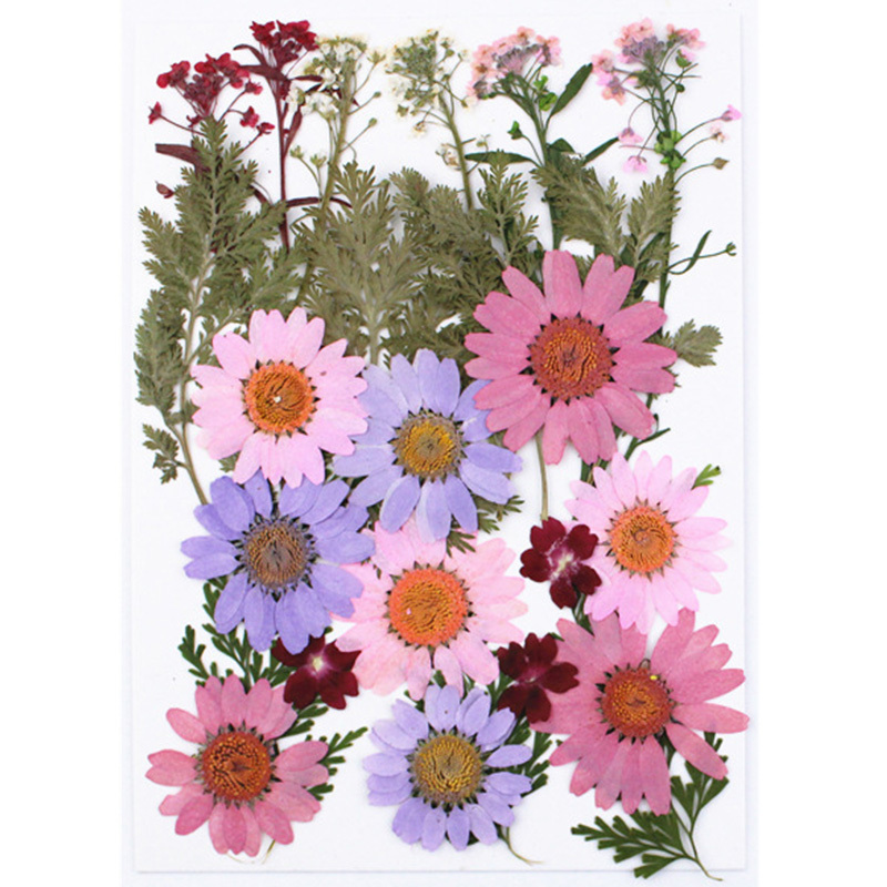 Colorful Pressed Flowers Resin Mold Fillings Dried Flowers Daisy Dry Plant  for DIY Jewelry Making Crafts Nail Art Beauty Decal