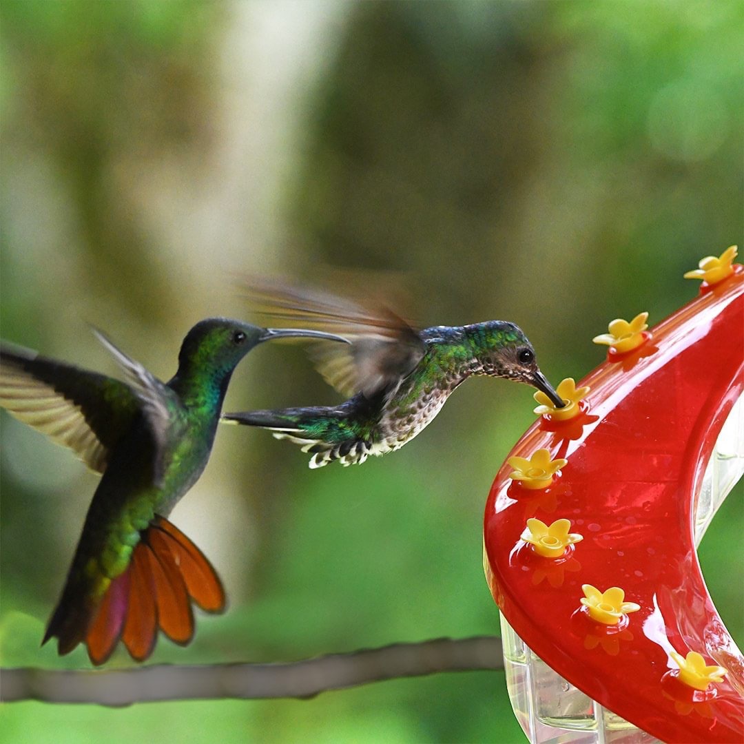 Leak-Proof Hanging Bird Feeder for Garden Decor