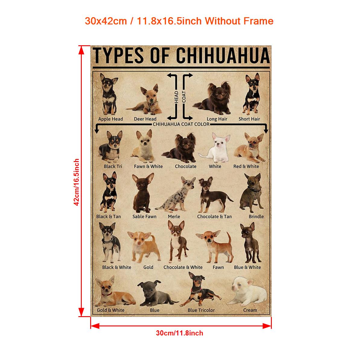 Types 2024 of chihuahua