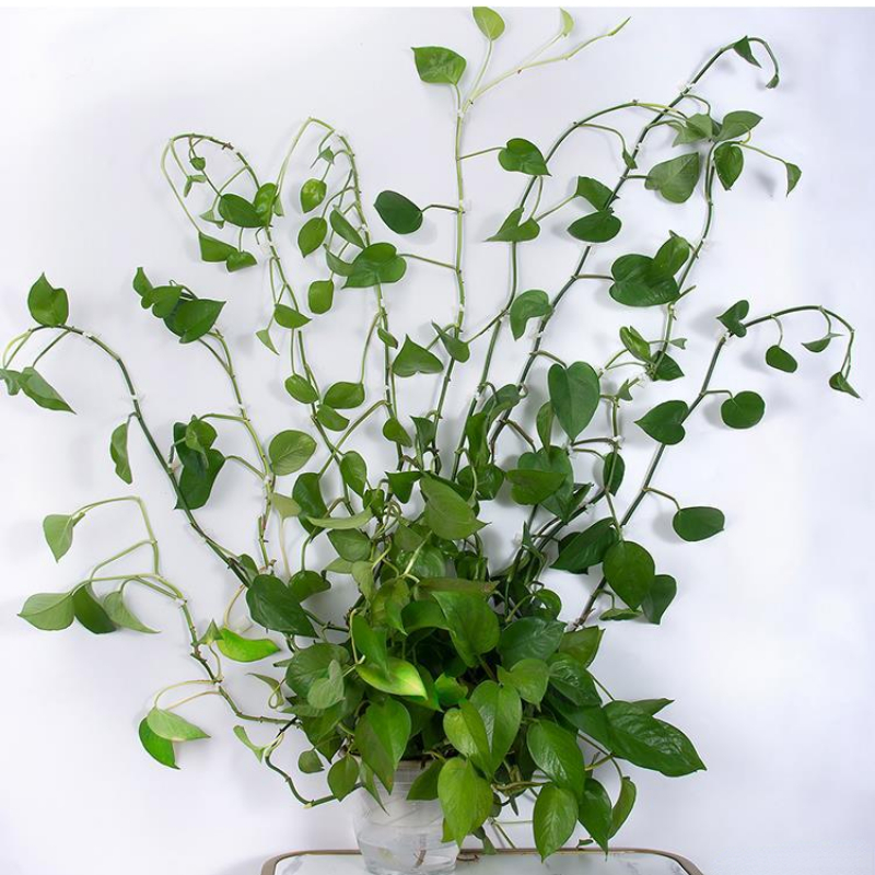 20pcs Large Plant Climbing Wall Self-adhesive Fastener Rattan Hook