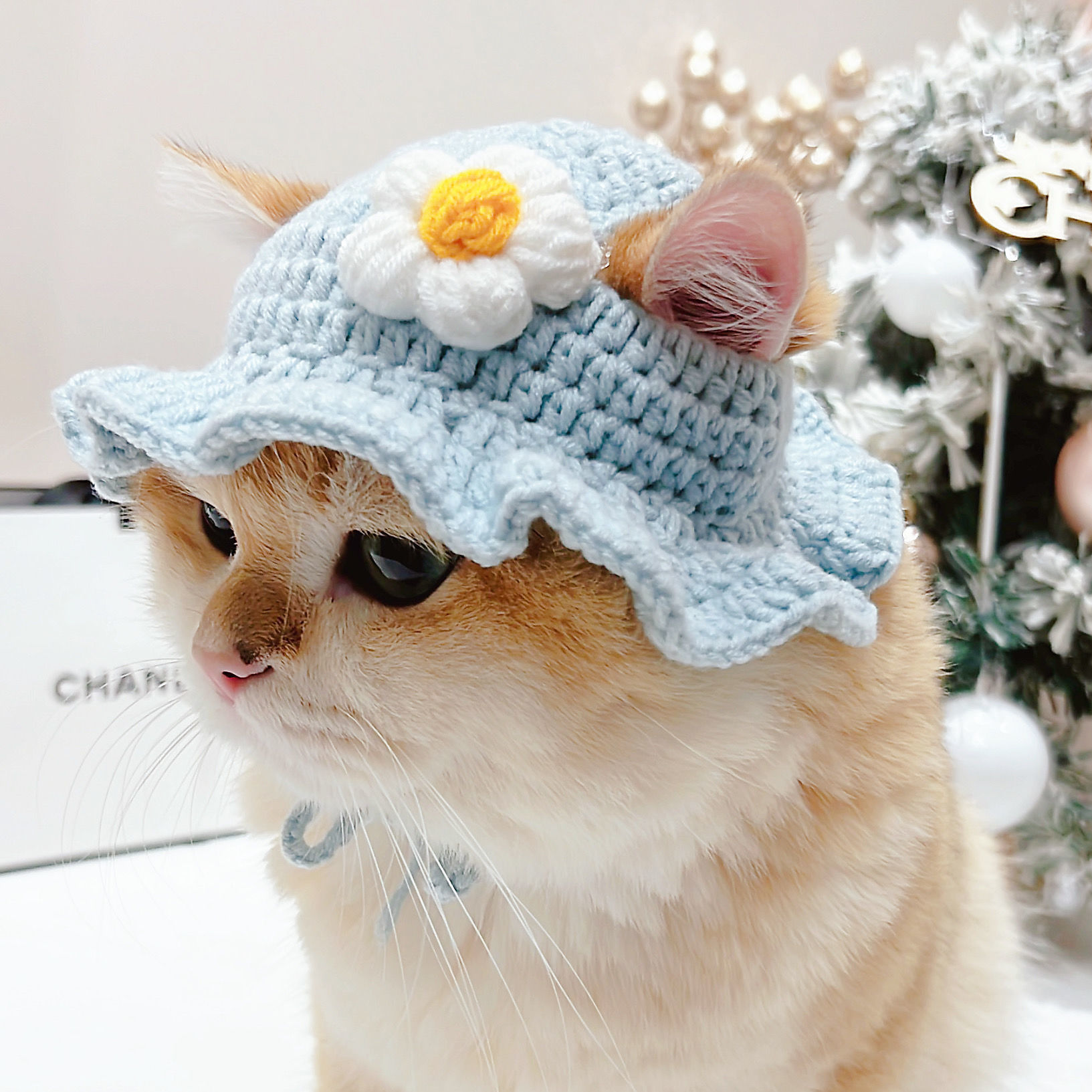 Cute Bucket Hat for Cats