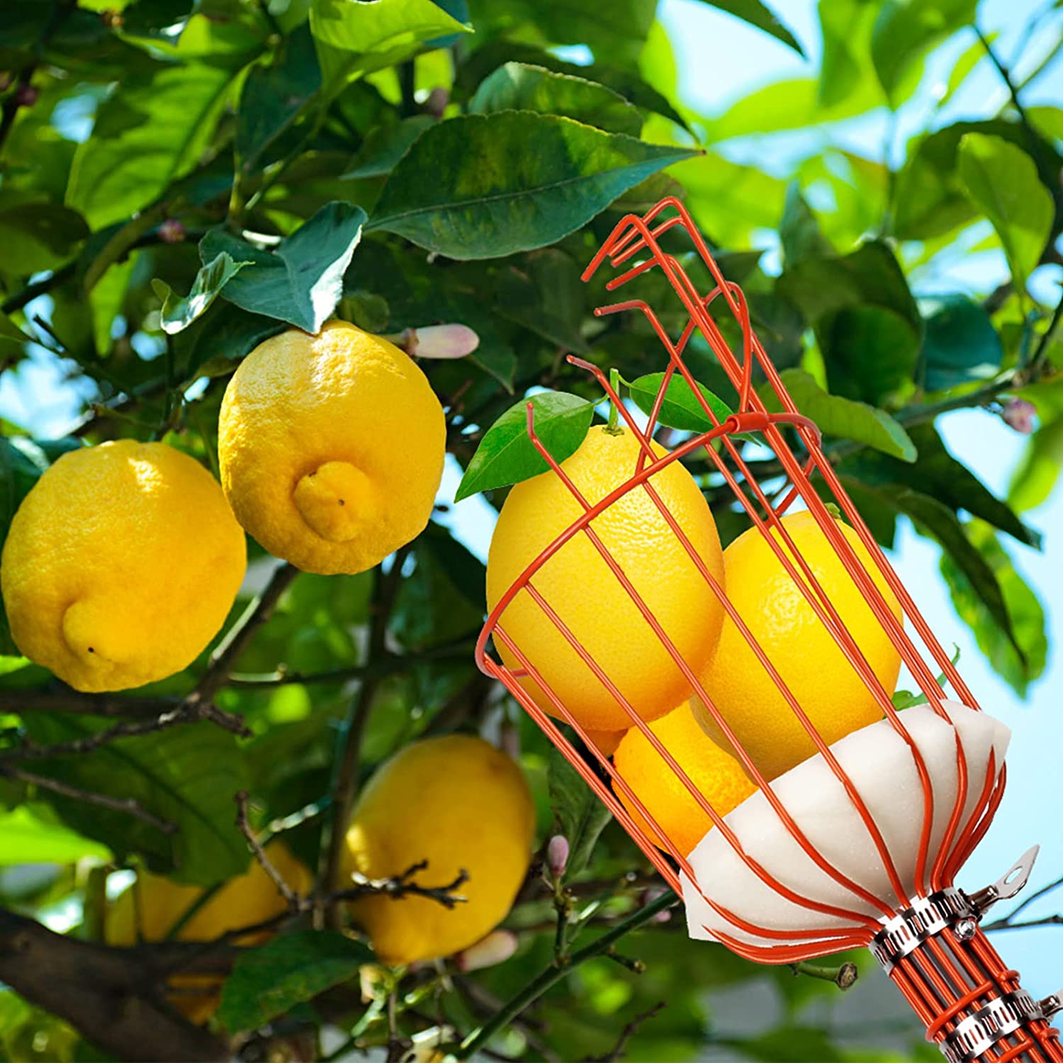 1 Cesto Raccogli Frutta (asta Non Inclusa) In Plastica - Temu Italy