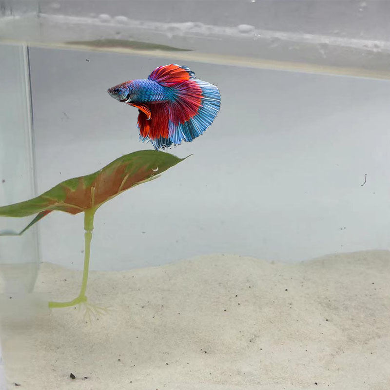 Betta 2025 hammock petsmart