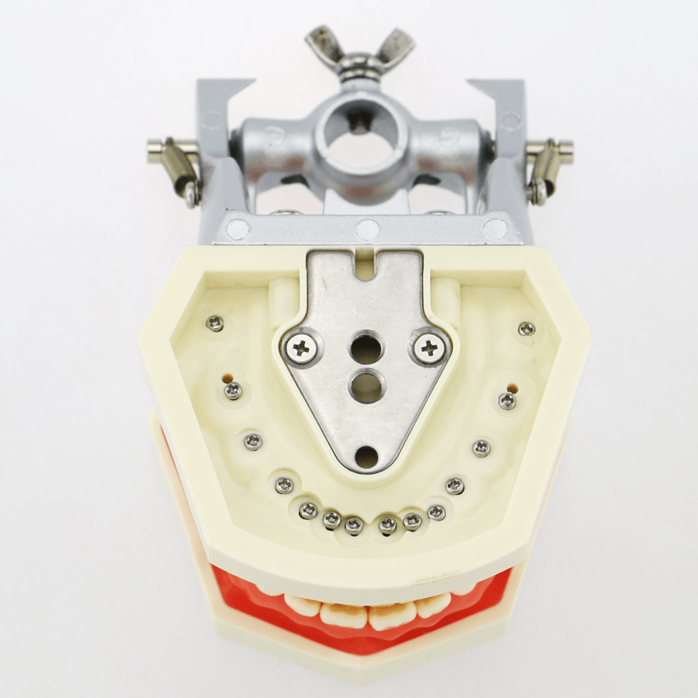 YZDKJDZ Modèle De Dents, Modèle De Dent Orale Orthodontique avec 32 Dents  Amovibles, Modèle De Gencive Molle pour Typodont, pour Démonstration De