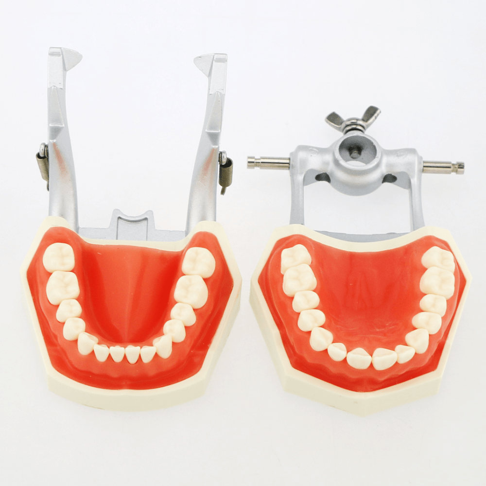 YZDKJDZ Modèle De Dents, Modèle De Dent Orale Orthodontique avec 32 Dents  Amovibles, Modèle De Gencive Molle pour Typodont, pour Démonstration De