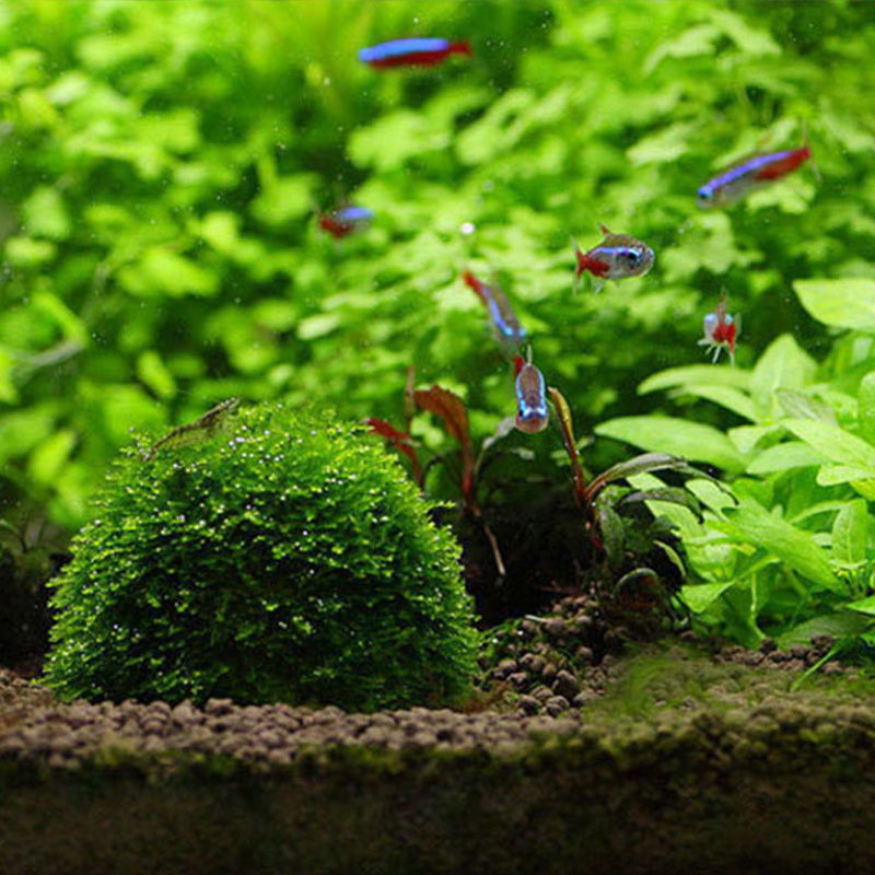 Decorative Aquarium Moss Fish Tank Decoration Balls Pebble Artificial  Accessory Indoor Live Plants Simulation Small Adornment