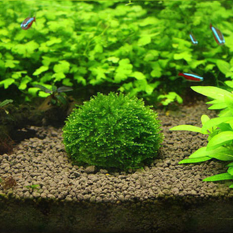 Decorations Moss Balls for Fish Tank Aquarium Plant Ornament Helps  Stabilise Water Quality Adding Beauty 4 PCS Plants TS2 230620